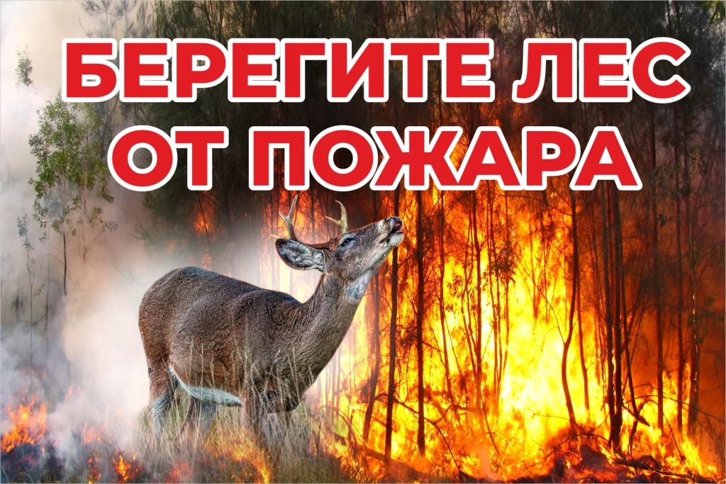 Сохранение лесов — наша общая ответственность!.